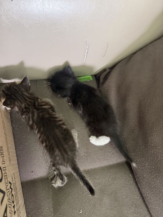 Отдам котят,  в отвественые руки