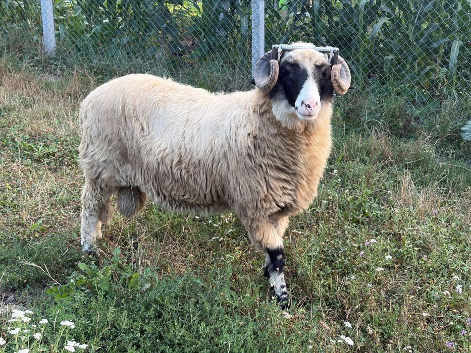 Berbec breaz mior și doi berbeci de anul acesta