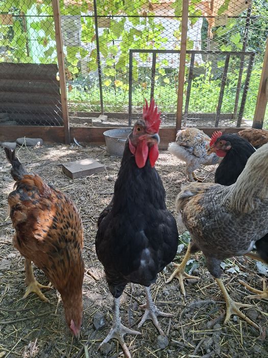 Продам петухов домашних.