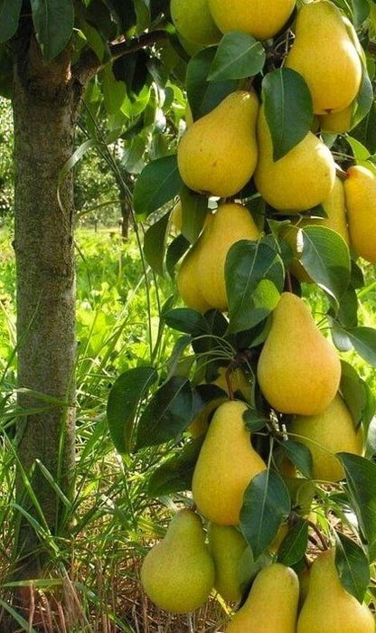 Гилос. Олма. Нок. Ва бошка турдаги кучатлар