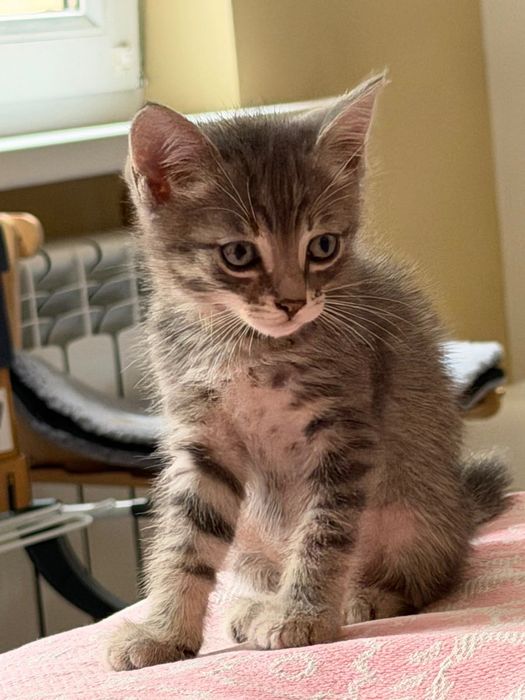 Котёнок Сэм,красавчик!