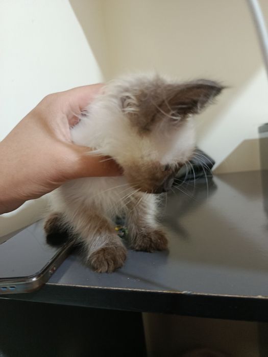 Сиамская   кошка