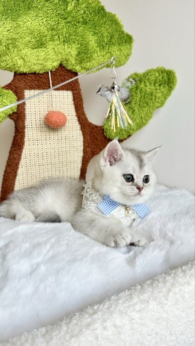 Fetita British Shorthair Chinchilla Silver - Certificat pedigree