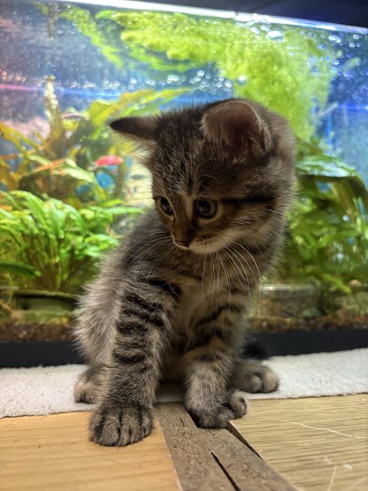 Отдам котят в хорошие руки