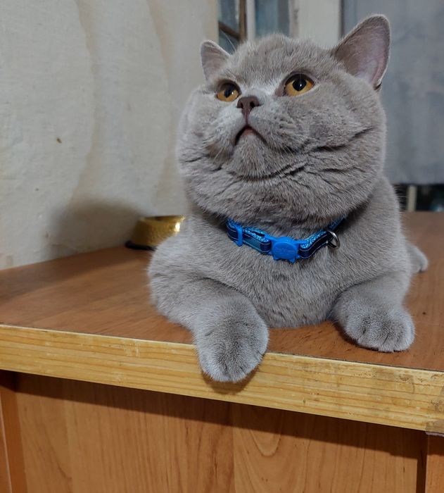 Вязки Британии лиловый