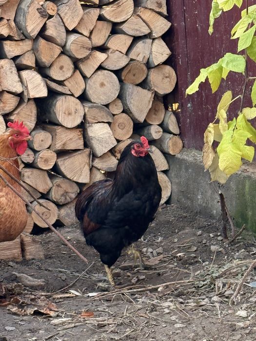 Vand cocosi araucana