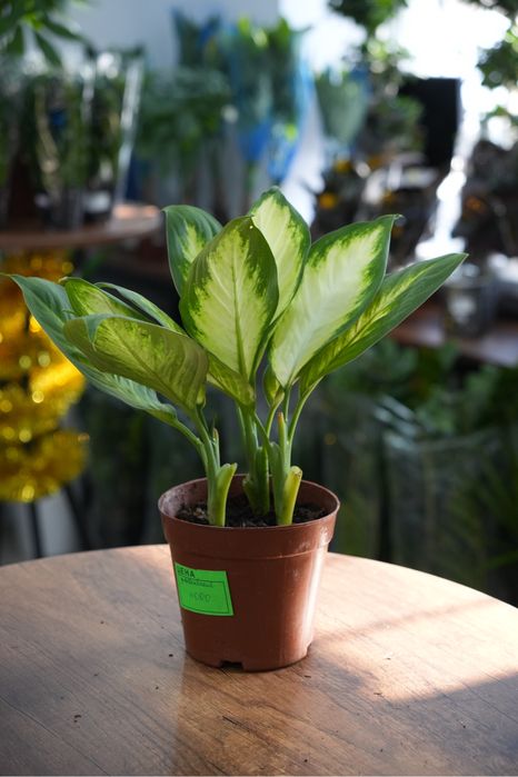 Диффенбахия марианна