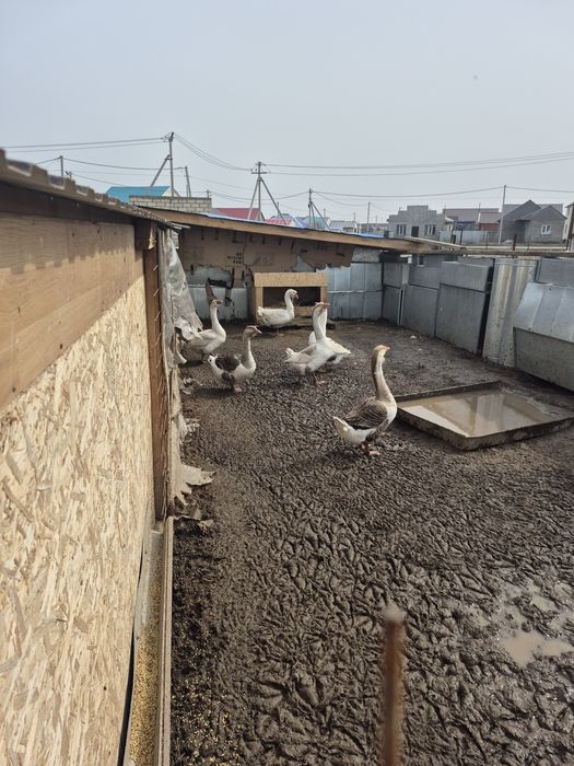 Продам гусь смесь