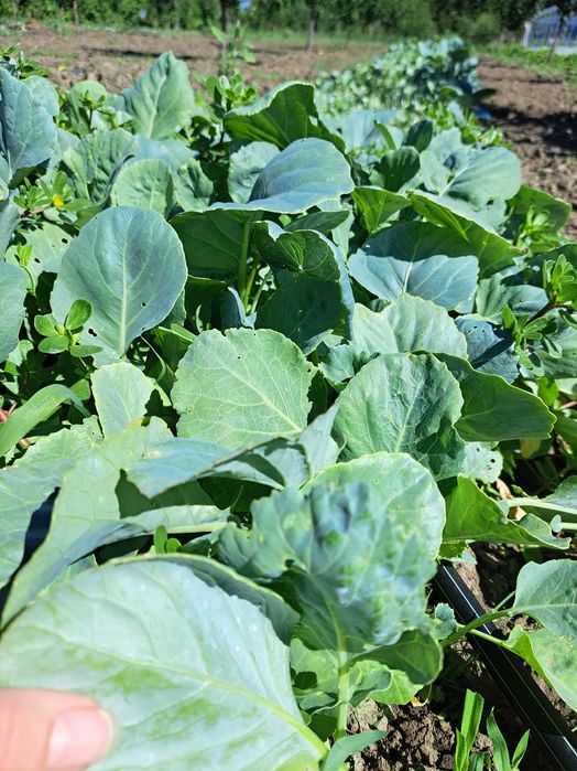 Răsad de varză de Buzău