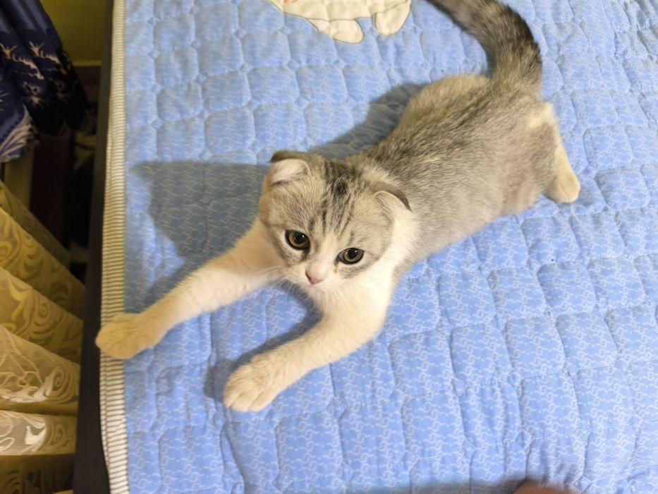 Продаётся котенок Scotish fold вислоухий