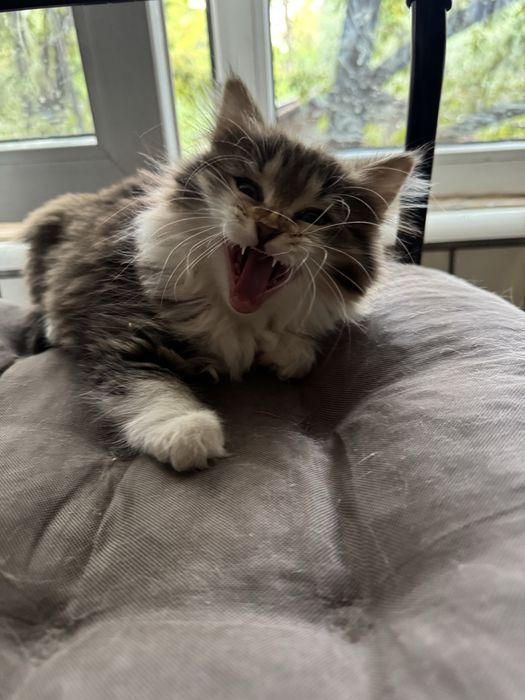 Котёнок девочка