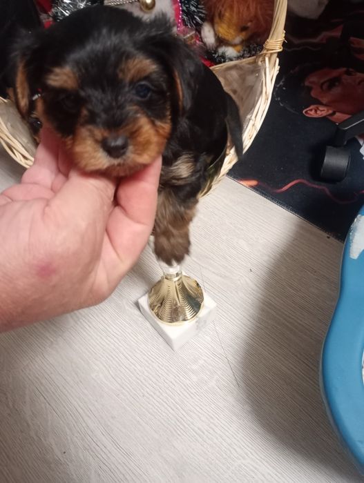 Йорки на 2 месеца момчета