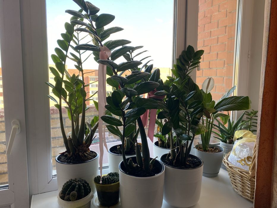 Продам долларовые денежные деревья