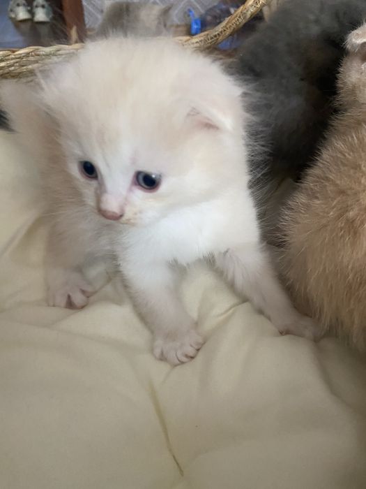 Котята Шотландцы