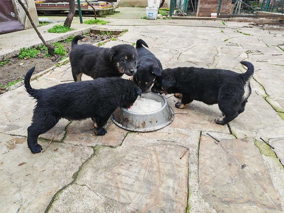 Подарявам кученце