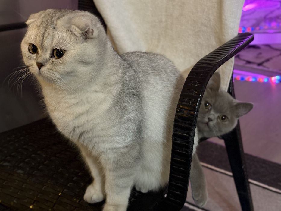 Продается породистый очаровательный котенок Scottish mushuk котята