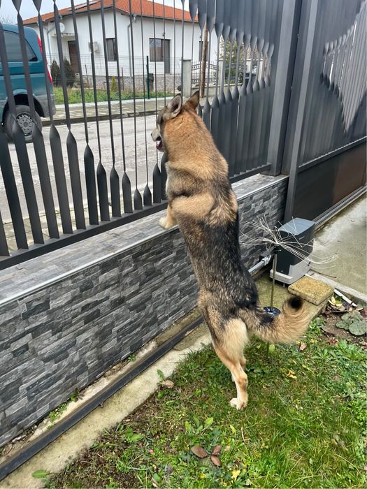 Чехословашки вълчак