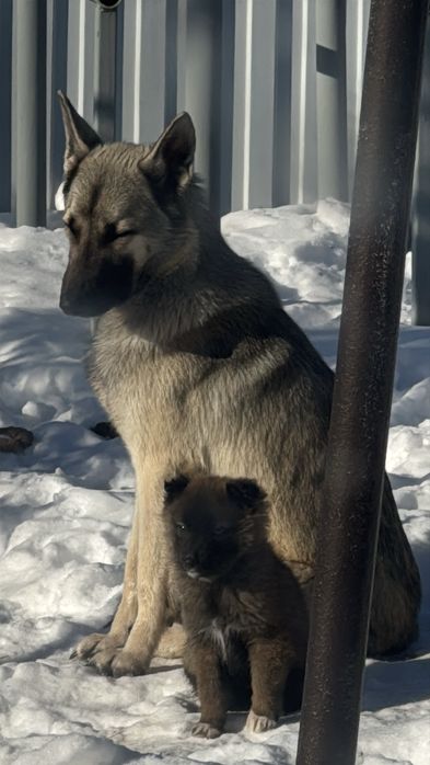 В самые добрые руки!