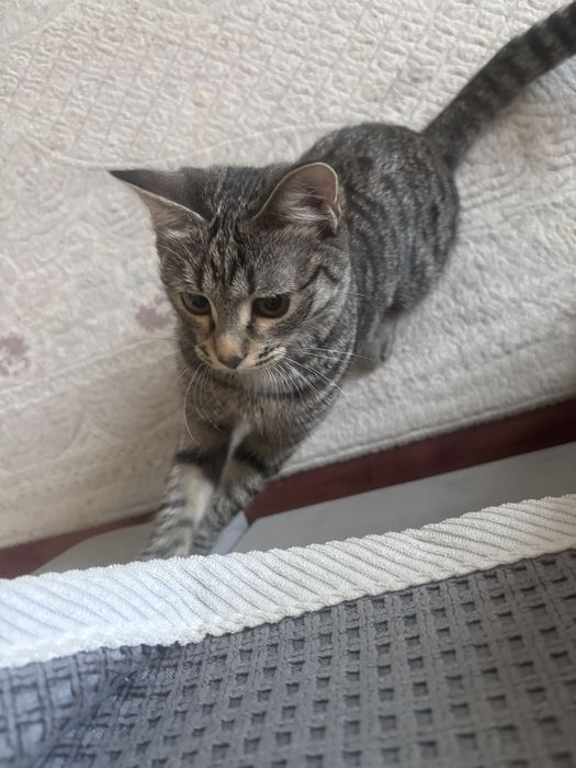 Отдам котенка в добрые руки