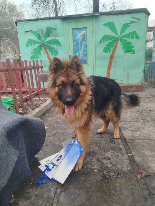 Продаю немецкую авчарку