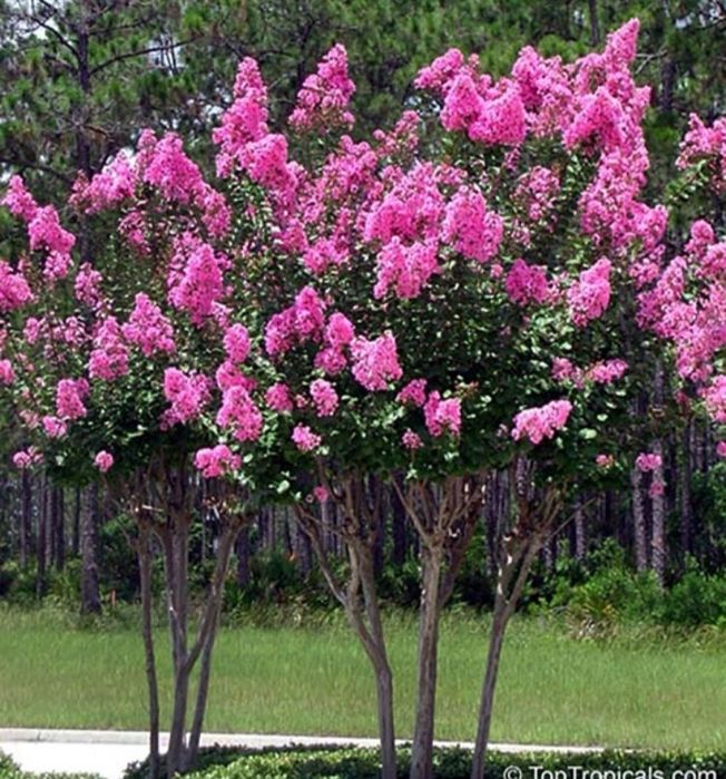 Гибийскус  С ирийская роза.Ин дийскийсие сиреньь Глицина