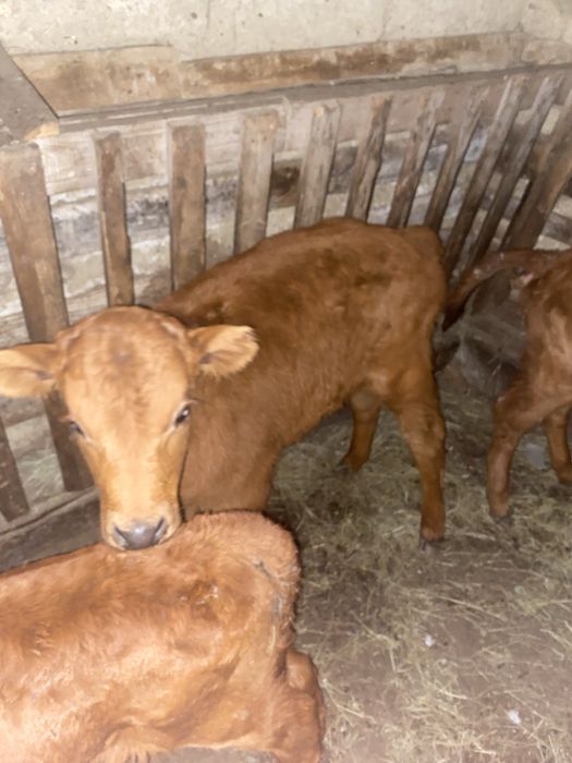 Бузау сатылады бузау