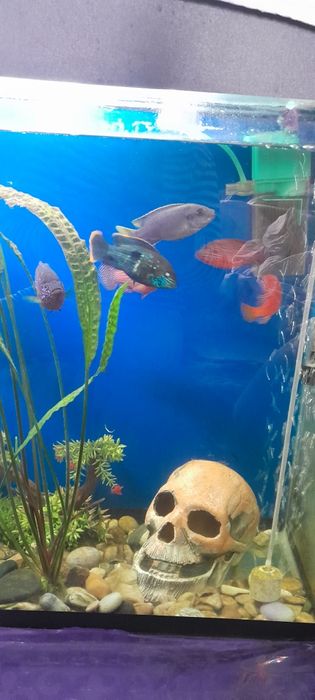 Продам  Африканских  цихлид