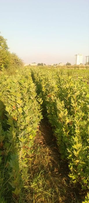 Ясин дарахт тошкентга даставка бор