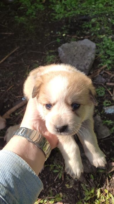 Отдам в добрые руки