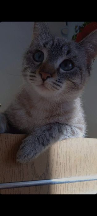 Bengaliskiy muwuk bolasi sotiladi