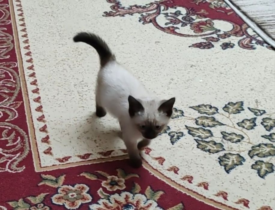Котятки сиамские, чистокровные