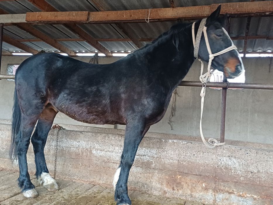 Айгыр сатылады .