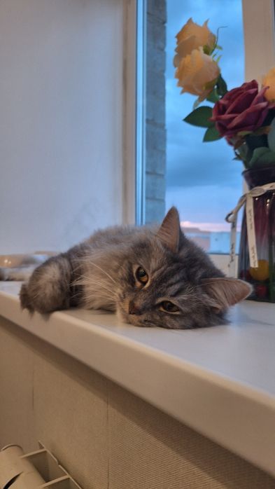 Отдам кошку породистую