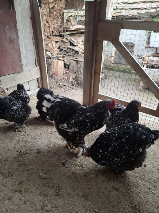 Disponibile ouă și găini din rasa brachma.