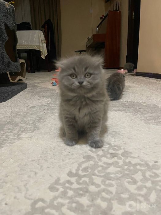 Шотландские вислоухие котята
