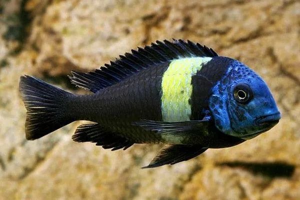 Аквариумные рыбки  Трофеус звезчатый