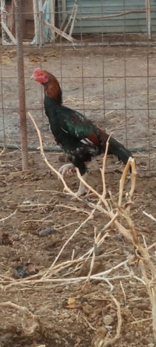 Дакан шоже кораз сатылады кузде ашылган