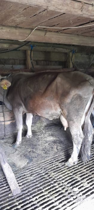 Vaca cu lapte ….