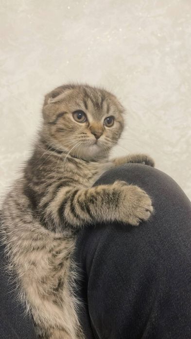 Mushukchalar sotiladi!!!