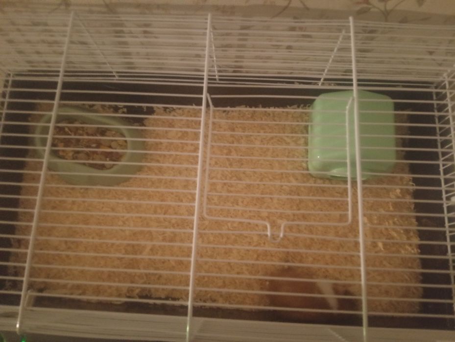 Hamster sirian cu tot cu cusca
