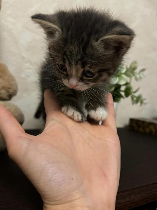 Отдам котенка в добрые руки