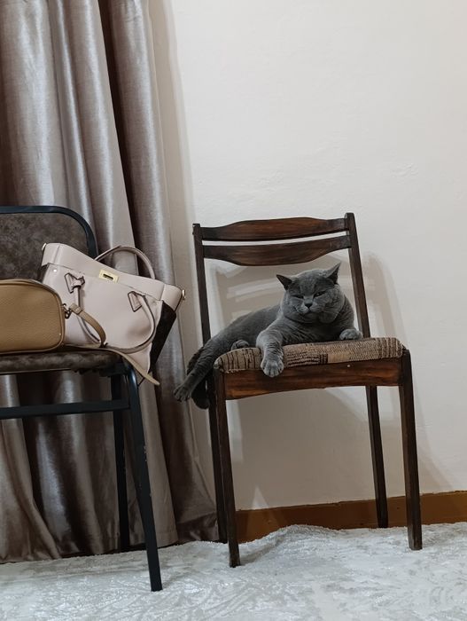 Вязка Британский кот