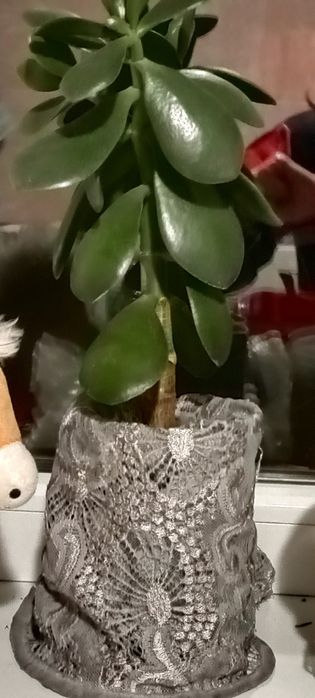 Продам комнатные растения