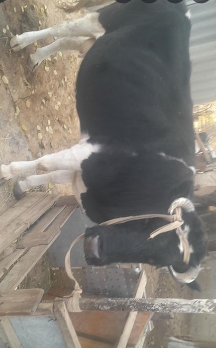 Қара сиыр сатылады