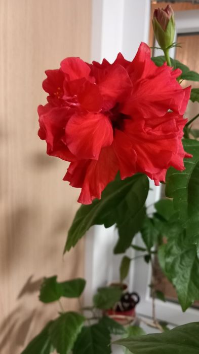 Ficus,trandafir japonez,hortensii