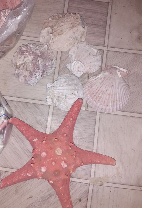 Ракушки морская звезда
