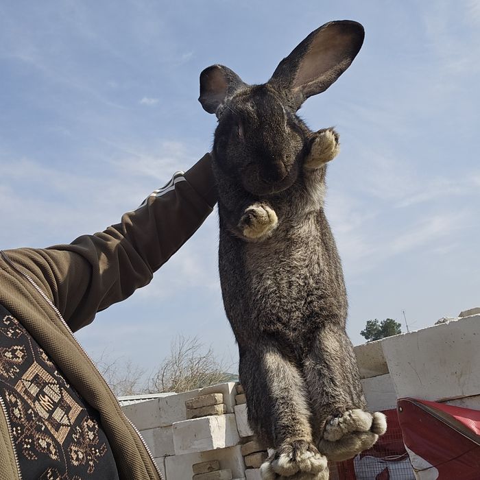 Фландр эркак куён