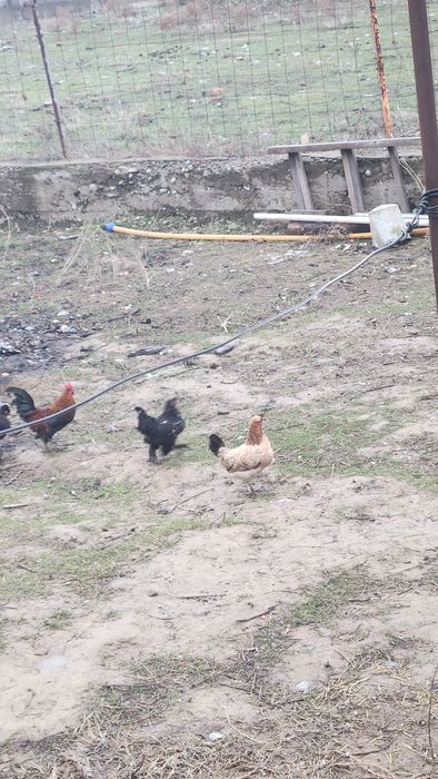 Сатылады келисемз