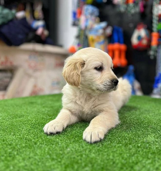 Golden Retriverr
