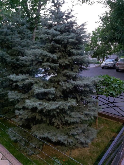 Ёлка Голубая Ель | Archa